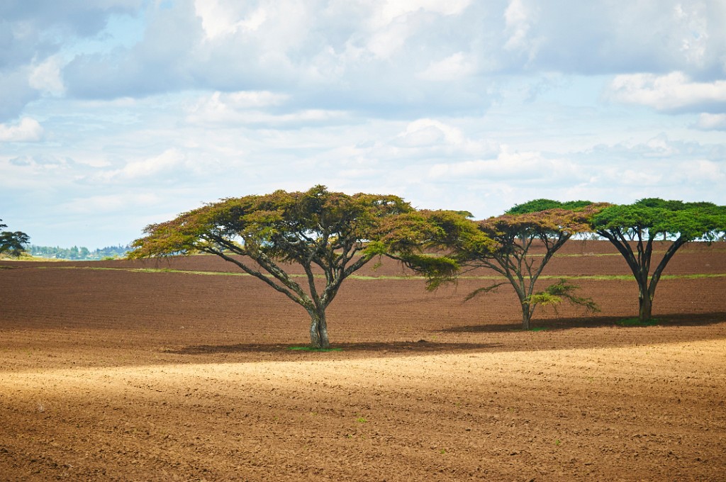 Fields near Narok